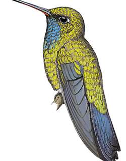 奇里翠蜂鸟 / Chiribiquete Emerald / Chlorostilbon olivaresi