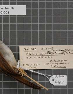 灰胸林鹟 / Grey-chested Jungle Flycatcher / Cyornis umbratilis