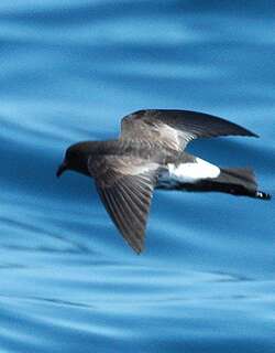 新西兰舰海燕 / New Zealand Storm Petrel / Fregetta maoriana