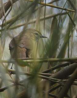 沼泽幽鹛 / Marsh Babbler / Pellorneum palustre