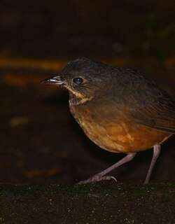 鳞斑蚁鸫 / Scaled Antpitta / Grallaria guatimalensis