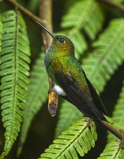 淡绿蓬腿蜂鸟 / Greenish Puffleg / Haplophaedia aureliae