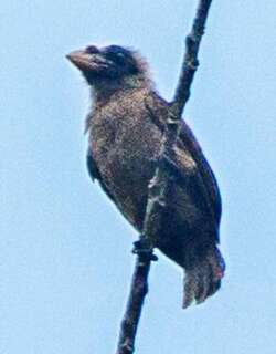 须鼻拟䴕 / Bristle-nosed Barbet / Gymnobucco peli