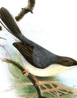 灰娇莺 / Grey Apalis / Apalis cinerea