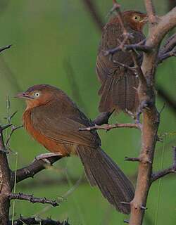 棕红鸫鹛 / Rufous Chatterer / Argya rubiginosa