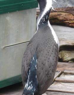 点斑鸬鹚 / Spotted Shag / Phalacrocorax punctatus