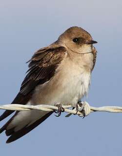 中北美毛翅燕 / Northern Rough-winged Swallow / Stelgidopteryx serripennis