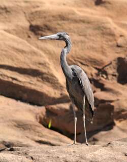 马岛鹭 / Humblot’s Heron / Ardea humbloti