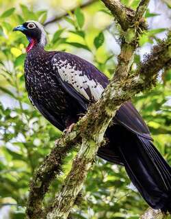 黑额鸣冠雉 / Black-fronted Piping Guan / Pipile jacutinga