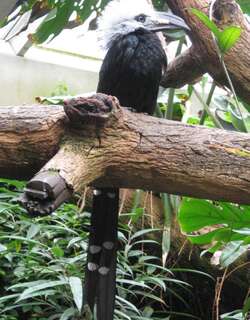 白冠弯嘴犀鸟 / White-crested Hornbill / Horizocerus albocristatus