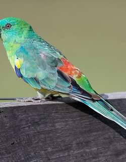 红腰鹦鹉 / Red-rumped Parrot / Psephotus haematonotus