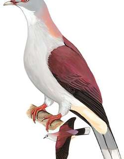 山皇鸠 / Mountain Imperial Pigeon / Ducula badia