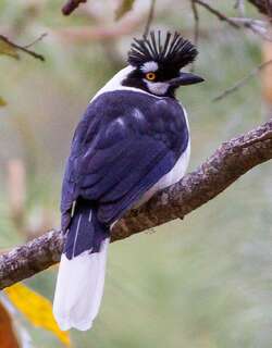 簇蓝鸦 / Tufted Jay / Cyanocorax dickeyi