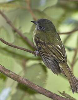 印加窄嘴霸鹟 / Inca Flycatcher / Leptopogon taczanowskii