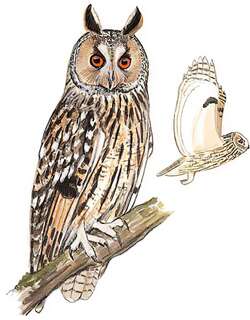 长耳鸮 / Long-eared Owl / Asio otus