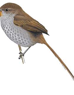 维山棘尾雀 / Vilcabamba Thistletail / Asthenes vilcabambae