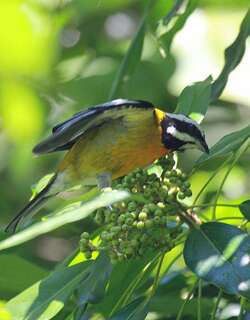 牙买加纹头唐纳雀 / Jamaican Spindalis / Spindalis nigricephala