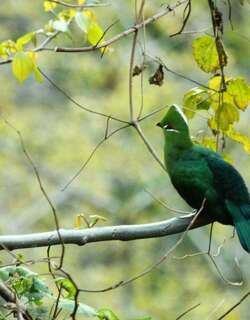 黑嘴蕉鹃 / Black-billed Turaco / Tauraco schuettii