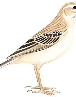平原鹨 / Tawny Pipit / Anthus campestris