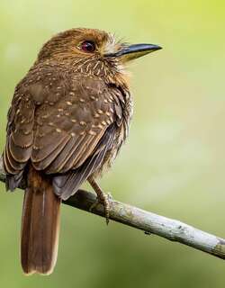 白须蓬头䴕 / White-whiskered Puffbird / Malacoptila panamensis