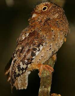 肯尼亚角鸮 / Sokoke Scops Owl / Otus ireneae