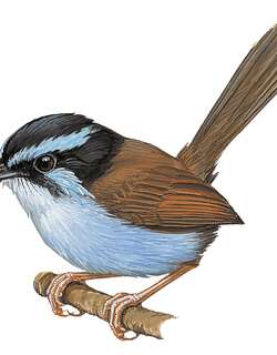 坎氏细尾鹩莺 / Campbell’s Fairywren / Chenorhamphus campbelli