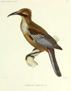 新喀吮蜜鸟 / New Caledonian Friarbird / Philemon diemenensis