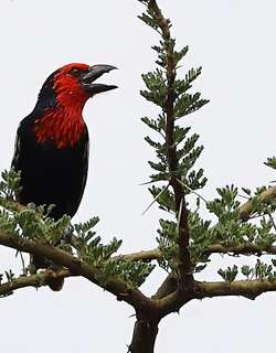 黑嘴拟䴕 / Black-billed Barbet / Lybius guifsobalito
