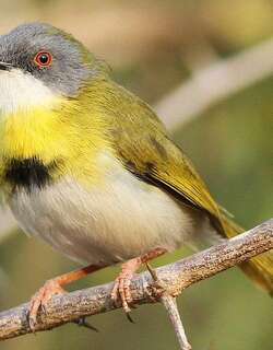 黄胸娇莺 / Yellow-breasted Apalis / Apalis flavida