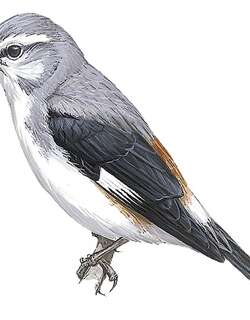索马里朱顶雀 / Warsangli Linnet / Linaria johannis