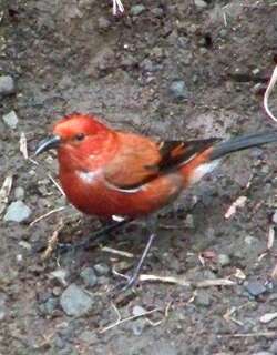 白臀蜜雀 / Apapane / Himatione sanguinea