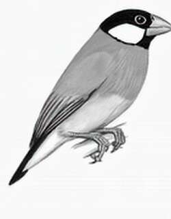 禾雀 / Java Sparrow