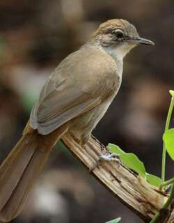 褐旋木鹎 / Terrestrial Brownbul / Phyllastrephus terrestris