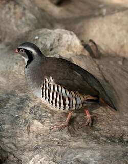 欧石鸡 / Rock Partridge / Alectoris graeca