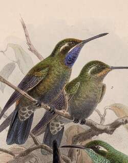 辉紫喉宝石蜂鸟 / Amethyst-throated Mountaingem / Lampornis amethystinus