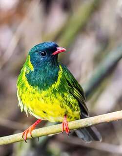 绿黑食果伞鸟 / Green-and-black Fruiteater / Pipreola riefferii
