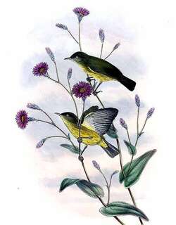 白眼吸蜜鸟 / Green-backed Honeyeater / Glycichaera fallax