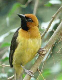 黑颈织雀 / Black-necked Weaver / Ploceus nigricollis