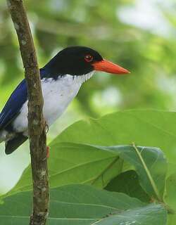 白腰翡翠 / Glittering Kingfisher / Caridonax fulgidus