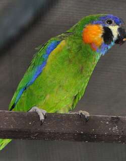 橙胸果鹦鹉 / Orange-breasted Fig Parrot / Cyclopsitta gulielmitertii