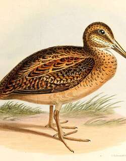 火地鸟沙锥 / Fuegian Snipe / Gallinago stricklandii