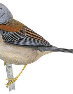 小印加雀 / Little Inca Finch / Incaspiza watkinsi