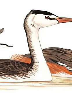 凤头䴙䴘 / Great Crested Grebe / Podiceps cristatus