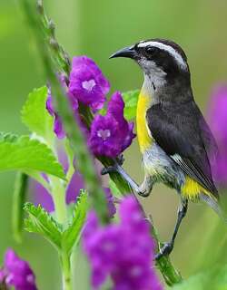 曲嘴森莺 / Bananaquit / Coereba flaveola