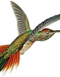 黄尾镰嘴蜂鸟 / Buff-tailed Sicklebill / Eutoxeres condamini