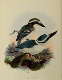 博拉翡翠 / Chattering Kingfisher / Todiramphus tutus