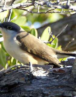 暗嘴美洲鹃 / Dark-billed Cuckoo / Coccyzus melacoryphus