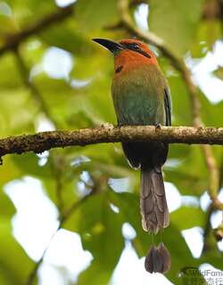 阔嘴翠鴗 / Broad-billed Motmot / Electron platyrhynchum