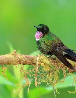 领蜂鸟 / Gorgeted Sunangel / Heliangelus strophianus