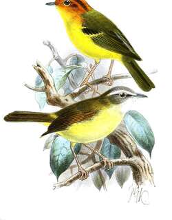 黄胸鹟莺 / Yellow-breasted Warbler / Phylloscopus montis